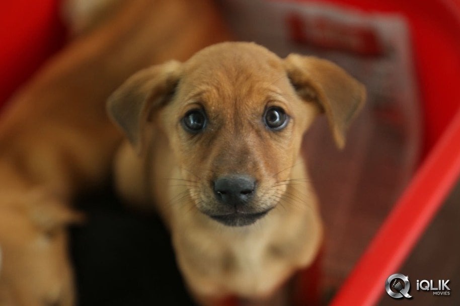 Anushka-at-Blue-Cross-Pet-Carnival-2014